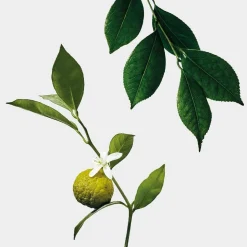 EARL GREY