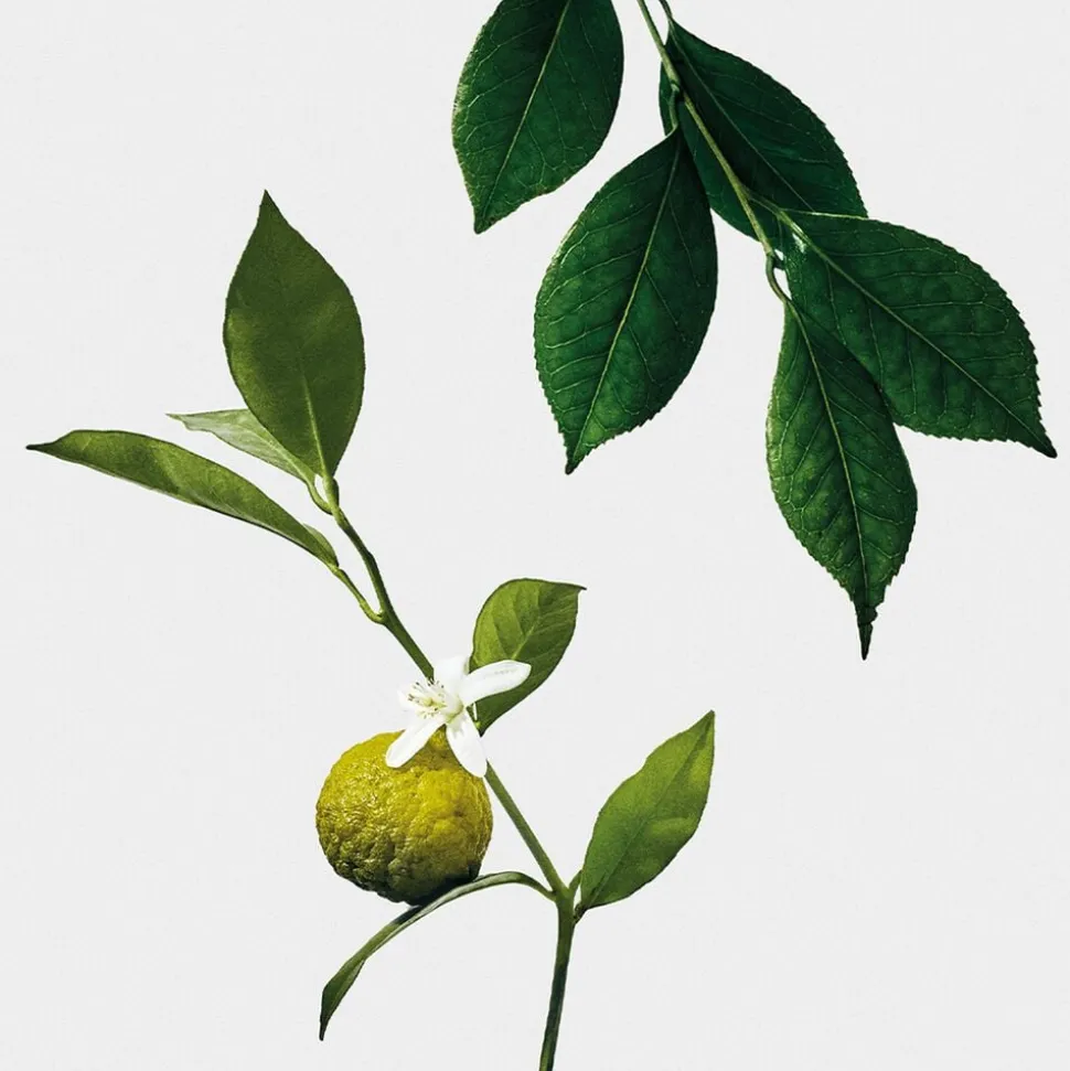 EARL GREY