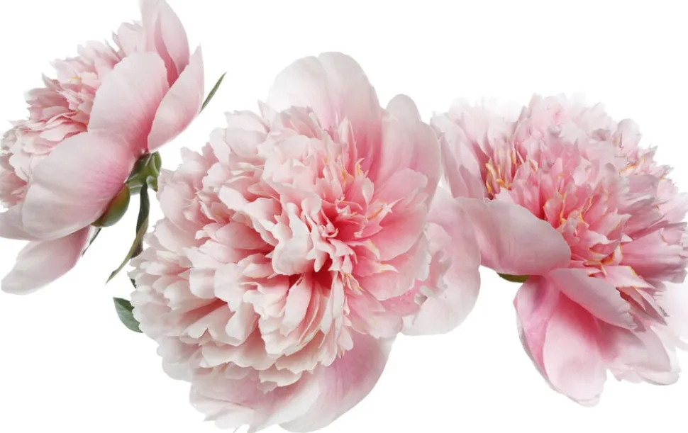 Floral Blush Edp Eau De Parfum