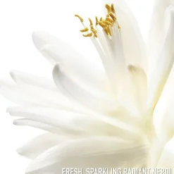 J'adore Eau de toilette