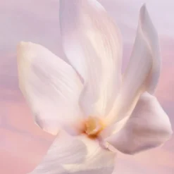 La vie est belle Vanille Nude Eau de Parfum