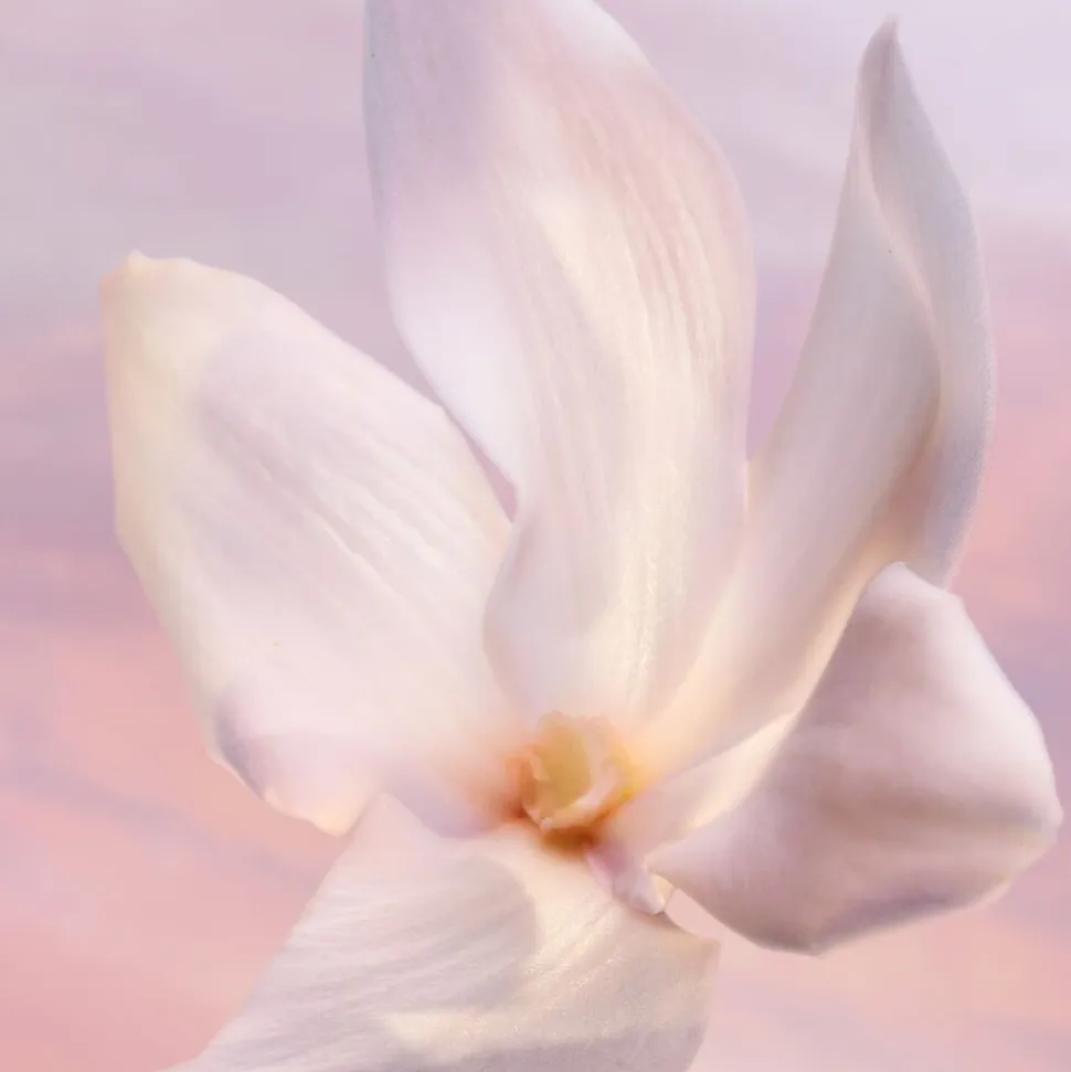La vie est belle Vanille Nude Eau de Parfum