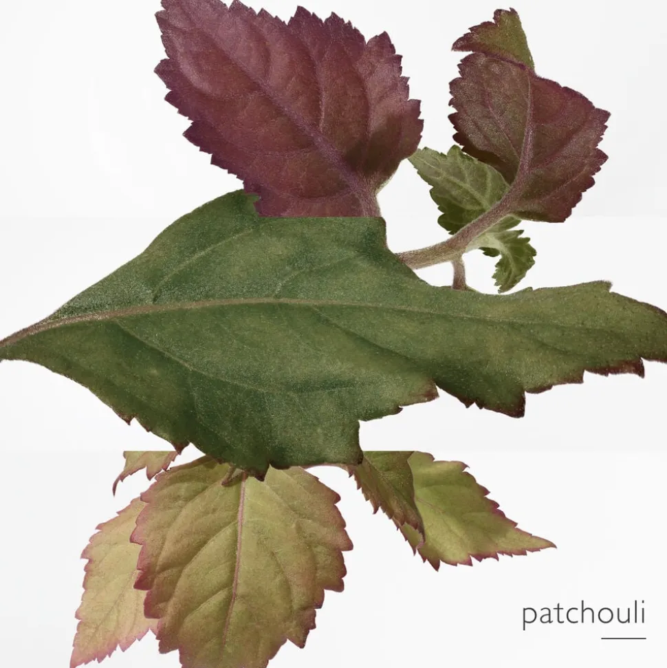 L'Ambre des Merveilles Eau de Parfum