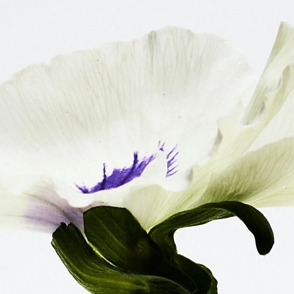 LOEWE Agua Drop Eau de Parfum