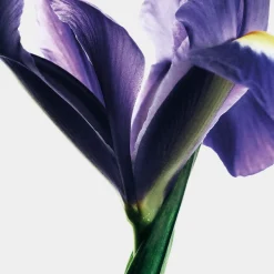 LOEWE Crafted Collection Iris Root Eau de Parfum 100 ml
