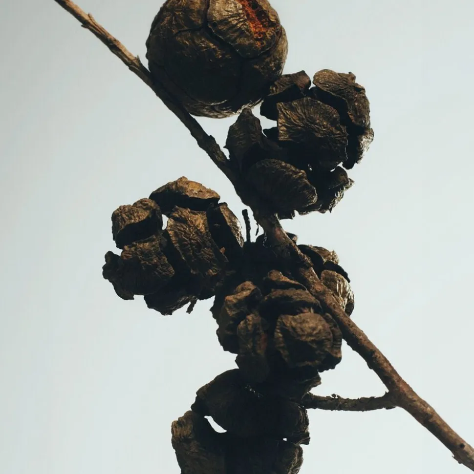 LOEWE Cypress Balls Candle