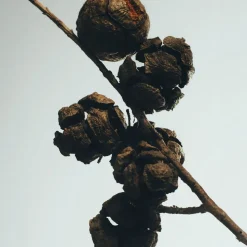 LOEWE Cypress Balls Candle