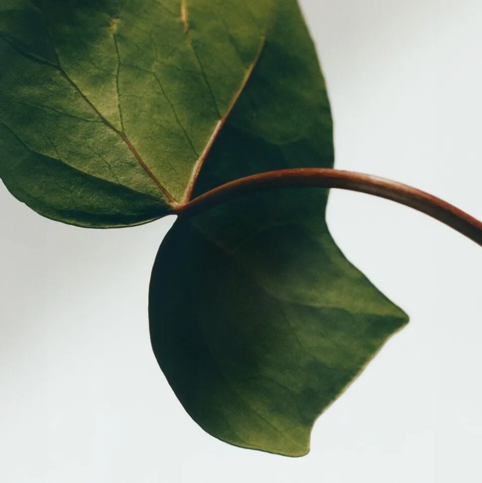 LOEWE Ivy Candle
