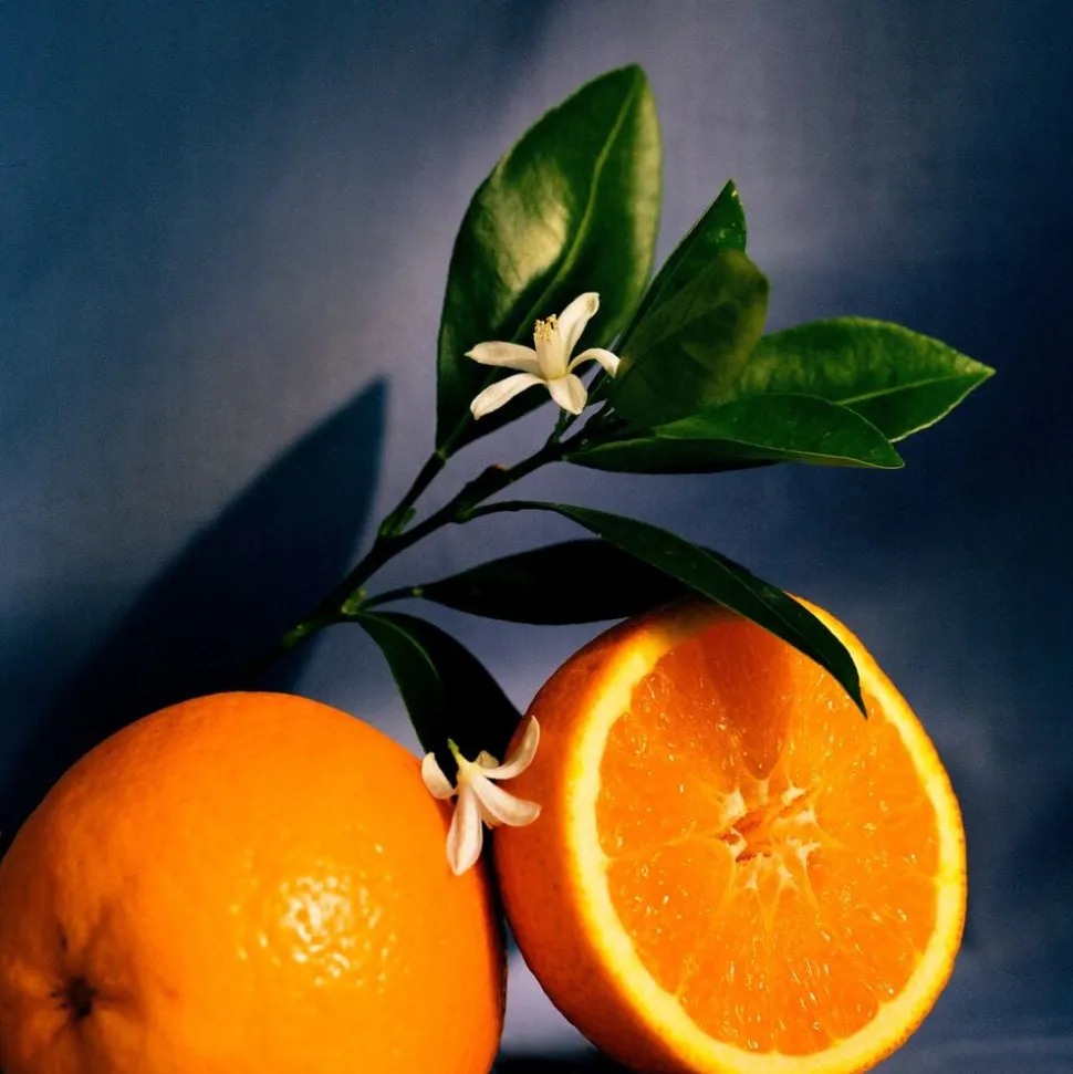 LOEWE Orange Blossom Scented Wax Candle holder