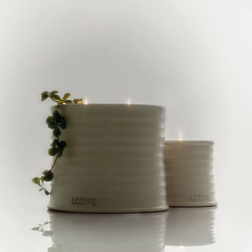 LOEWE Oregano Candle