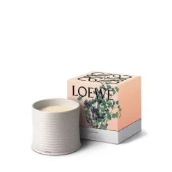 LOEWE Oregano Candle
