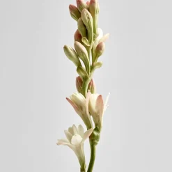 LOEWE Tuberose Candle Small