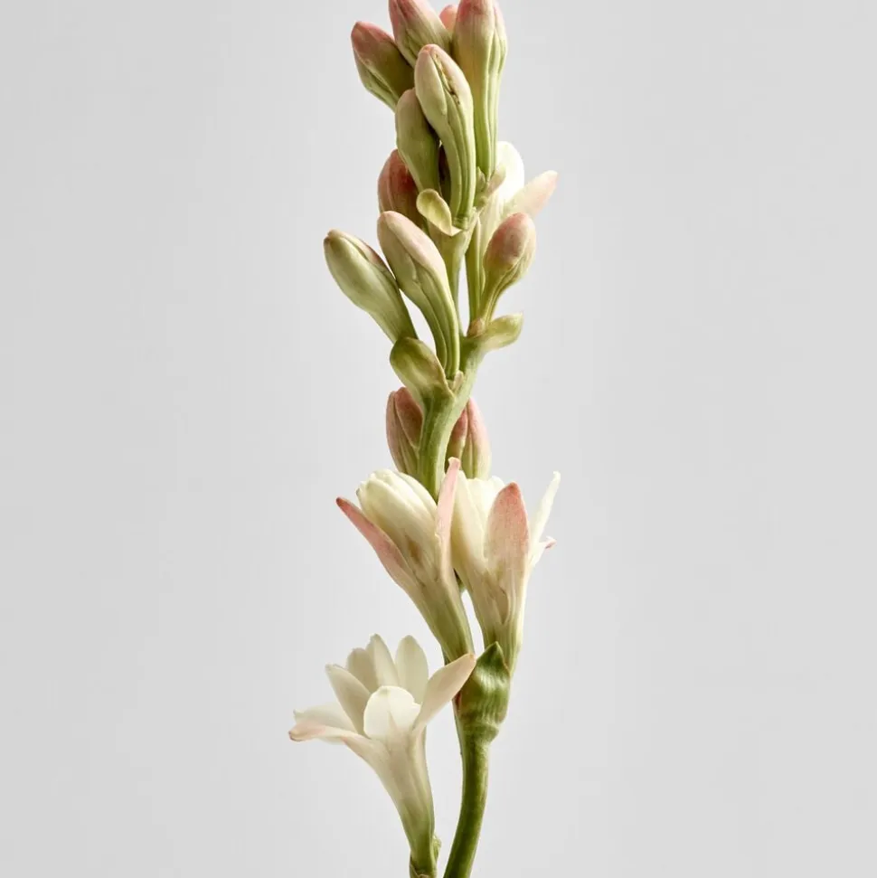 LOEWE Tuberose Candle Small
