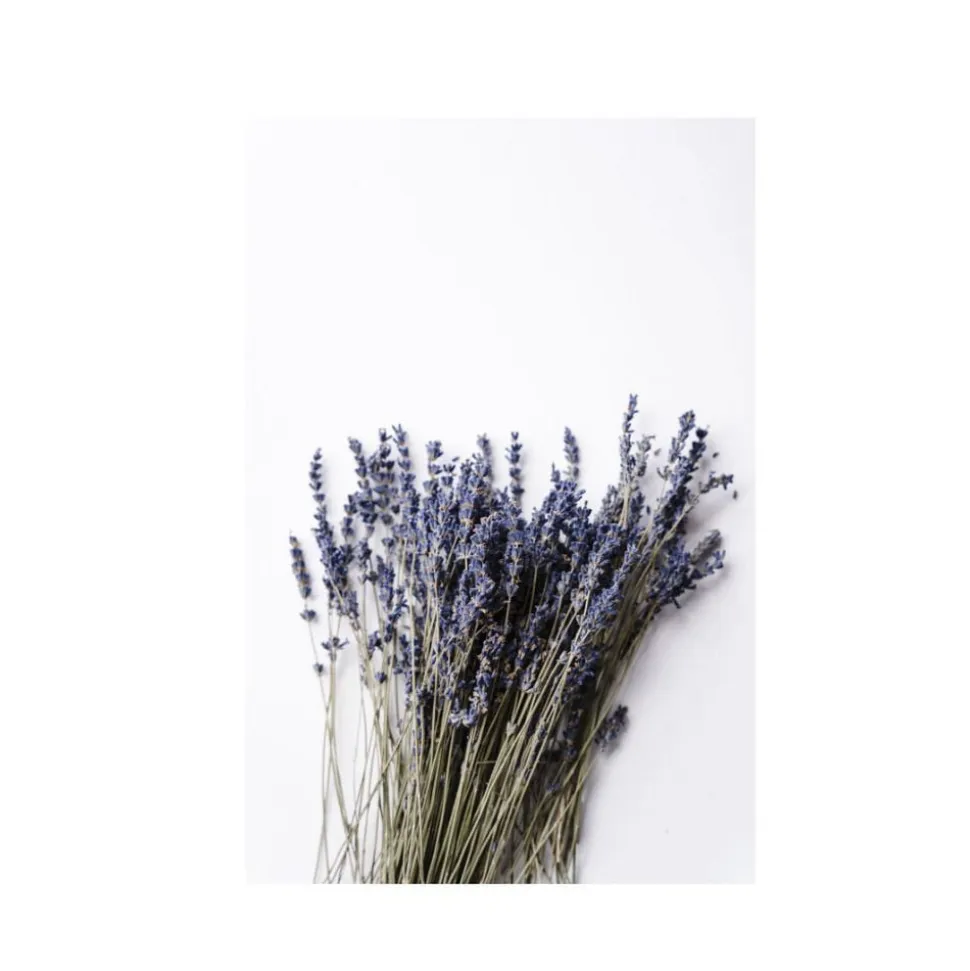 Organic Body Cream Lavender