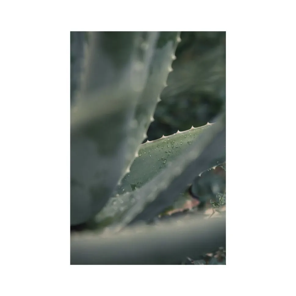 Organic Body Wash Lemongrass