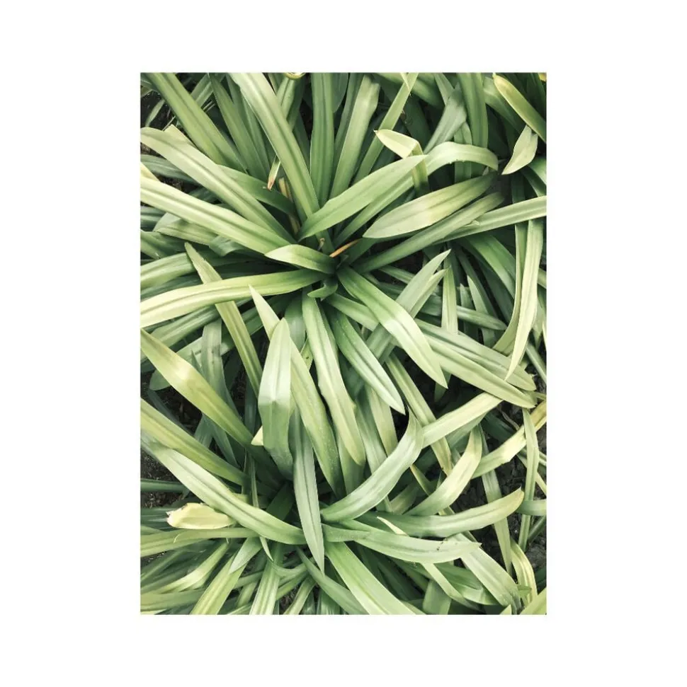 Organic Hand Cream Lemongrass