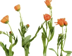 Organic Herbal Tonic