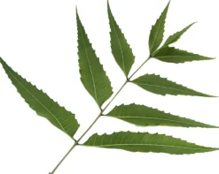 Organic Herbal Tonic