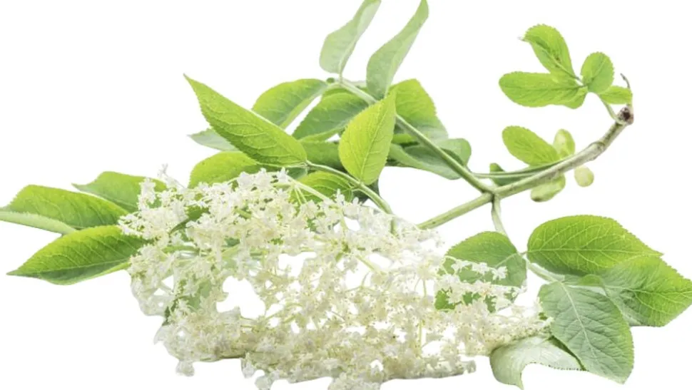 Organic Purifying Kaolin Mask 50 ml.