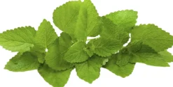 Organic Rich Moisture & Firming Facial Cream