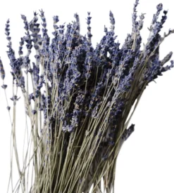 Organic Scented Candle Lavender Atlas Cedar