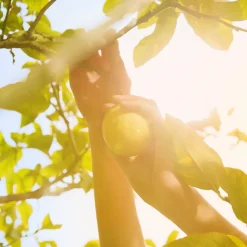 REPLICA Under Lemon Trees Eau de Toilette