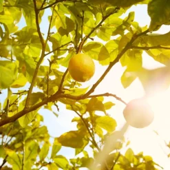 REPLICA Under Lemon Trees Eau de Toilette