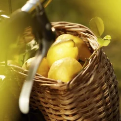 REPLICA Under Lemon Trees Eau de Toilette