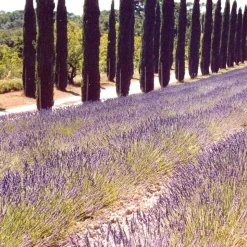 Solid parfume - Lavender No 21