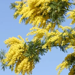 Solid parfume - Mimosa No. 25