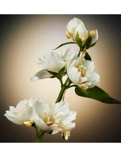The Scent For Her Eau De Parfum