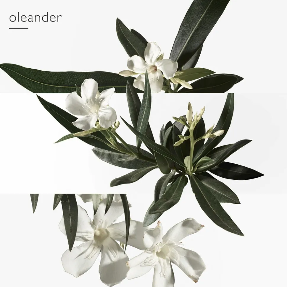 Un Jardin en Méditerranée Eau de Toilette