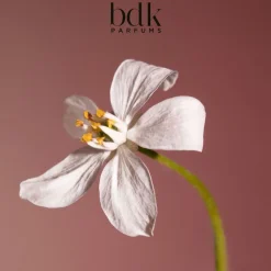 VELVET TONKA - Eau de Parfum 100 ML